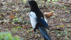 カササギの写真