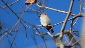 キレンジャクの写真