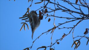 ビニヒワの写真