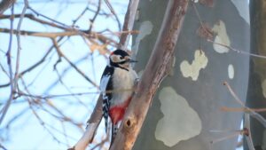 アカゲラの写真