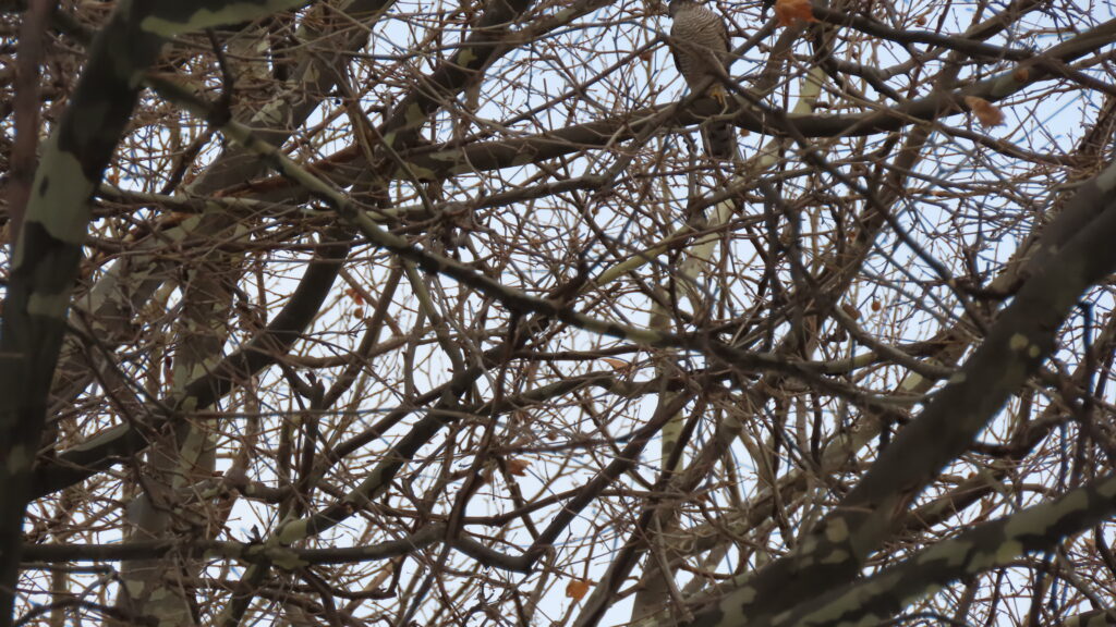 樹木の間に小さく鳥が映っている写真