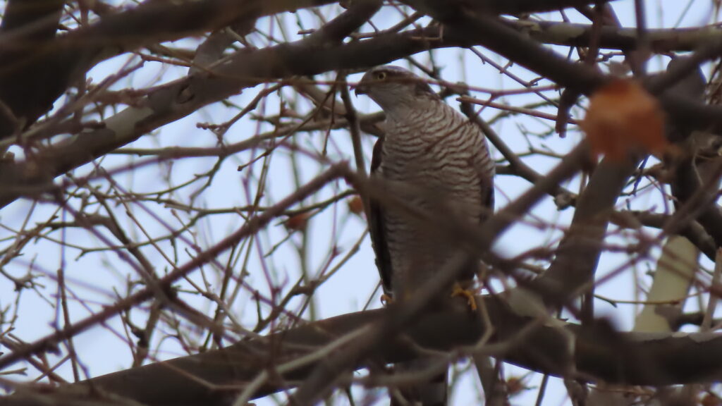 ハイタカの写真