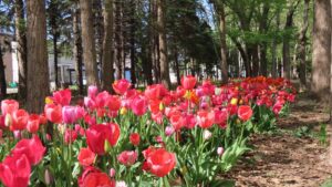 チューリップの群落の写真