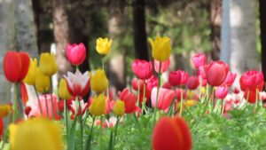 チューリップの群落の写真