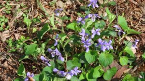 タチツボスミレの写真