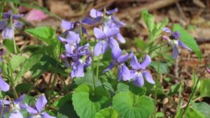 タチツボスミレの写真