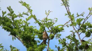 緑色のハルニレの実を食べるスズメの写真