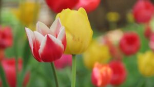 チューリップの花の写真