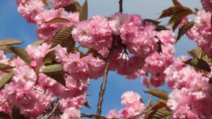 ヤエザクラの写真