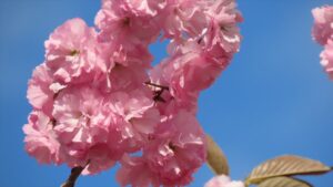 ヤエザクラの写真