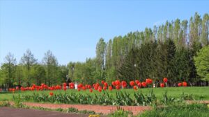 芝生やポプラを背景にしたチューリップの写真