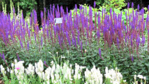 奥に紫のサルビアネモローサと手前に白い宿根サルビアの写真