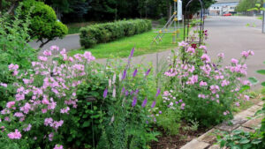 花壇の中の小道の写真