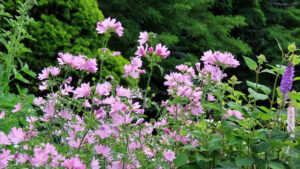 薄いピンク色のムスクマロウの写真