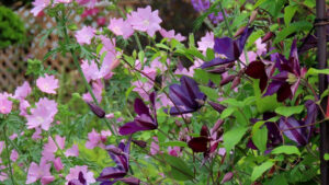 奥にピンクのムスクマロウと手前に紫のクレマチスの写真