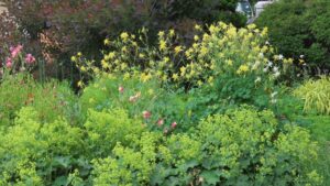 西洋オダマキの写真