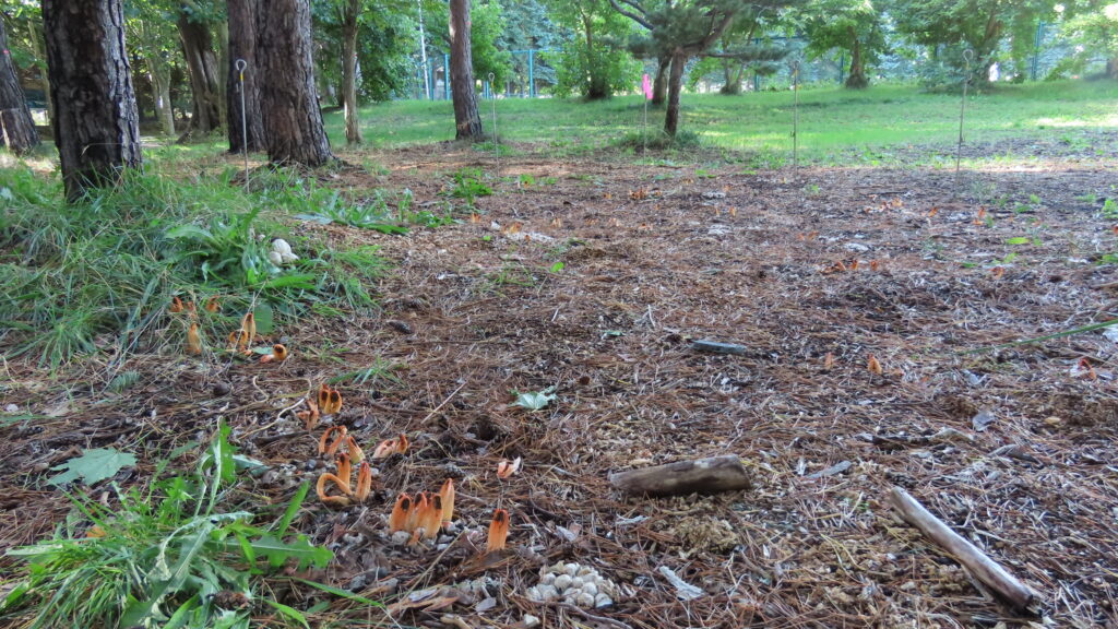 きのこが生える場所の写真