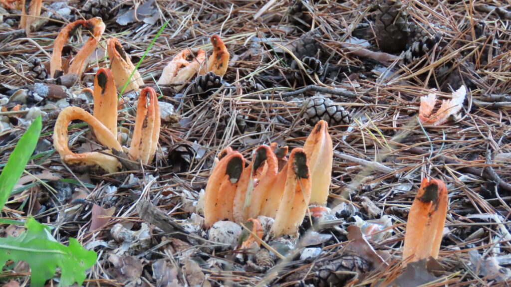 カニノツメという名前のキノコの写真