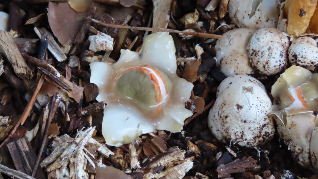 カニノツメが出てきたところの写真