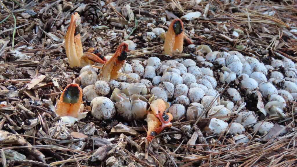 カニノツメと卵のような幼菌の写真
