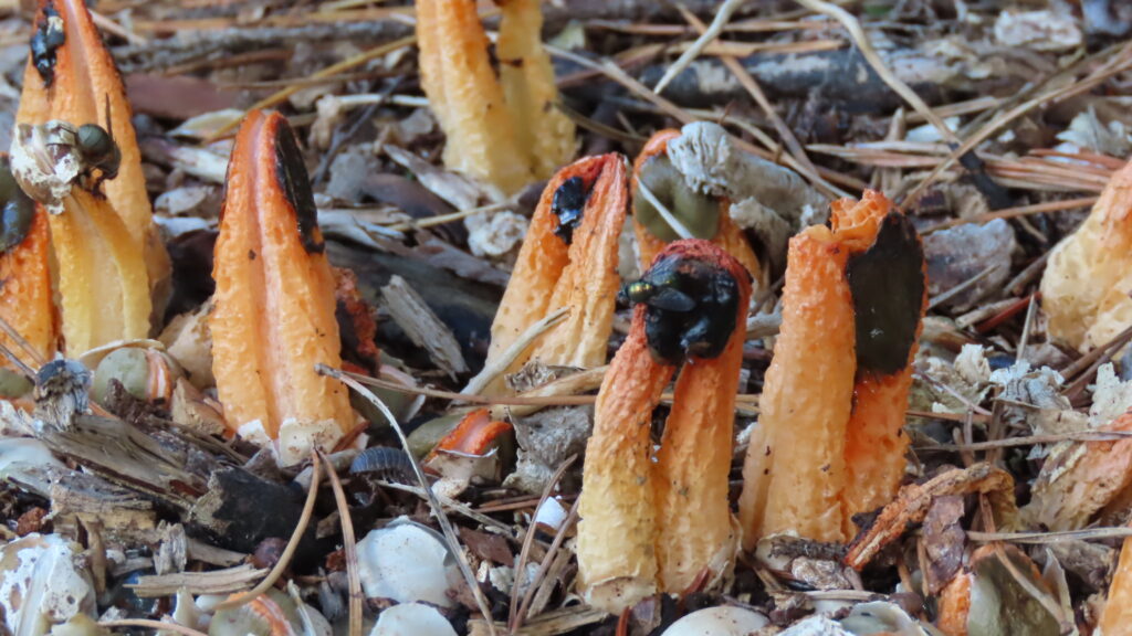 グレバに虫が止まっている写真