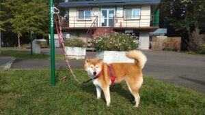 リードフックを利用している柴犬の写真