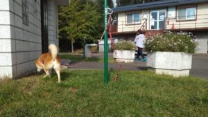 飼い主を待っている柴犬の写真