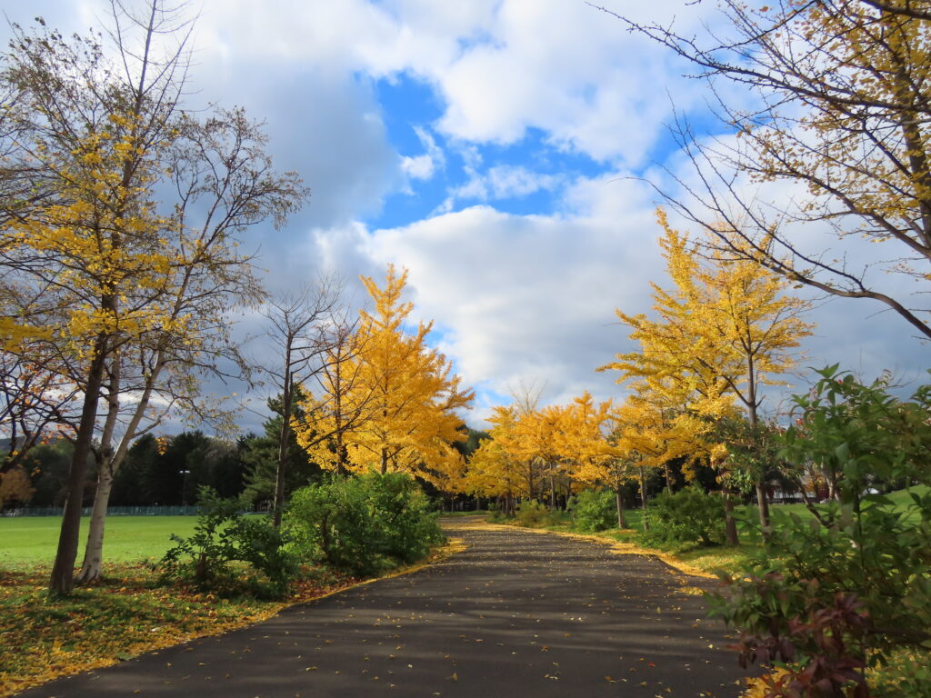 イチョウと園路の写真