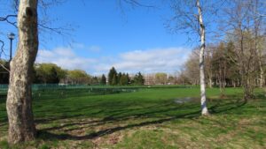 青空と芝生の広場の写真