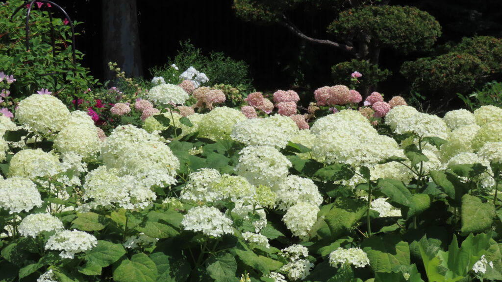 満開のアナベルの写真