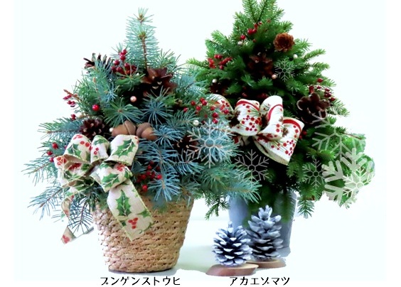 ハーフツリー講習会のお知らせ