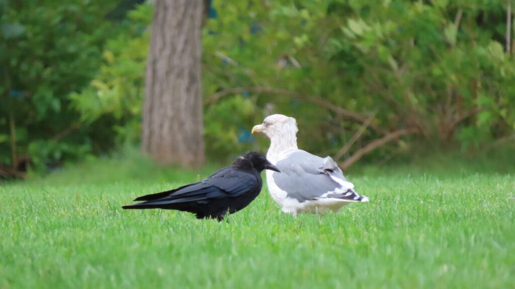 寄り添うように立っているカラスとカモメの写真