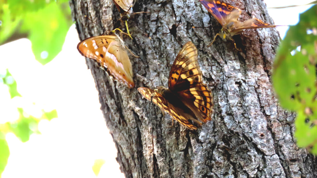 樹液を吸う蝶、コムラサキの写真