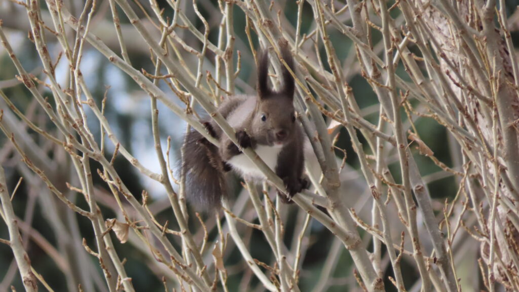 ポプラの枝の間から顔を出しているエゾリスの写真