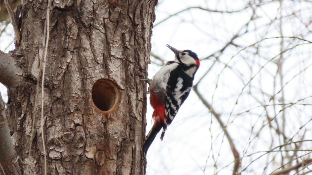 アカゲラが巣穴の前にいる写真