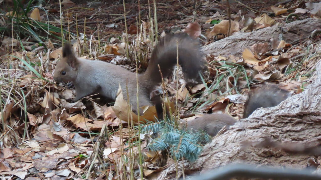 地面におりたエゾリス2匹の写真