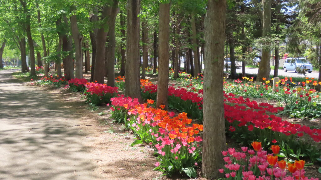 園路際に咲いているチューリップの写真