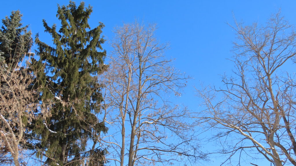 青空を背景に木立の遠景写真