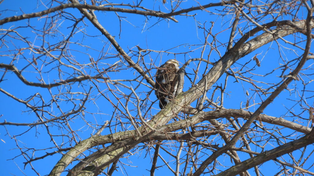 細かな枝の奥に、右側を向いているハイタカの写真。目玉が黄色いのがわかります。