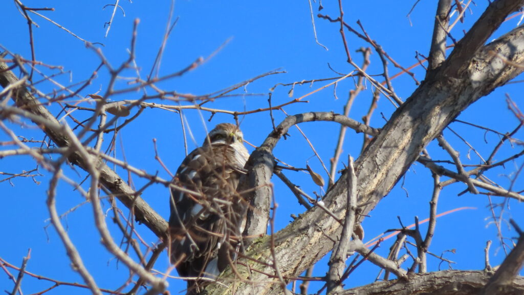 ハイタカのアップの写真