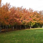 秋のナツツバキ