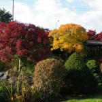 日本庭園の紅葉