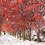 秋のモミジ並木