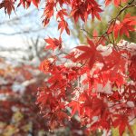 ヤマモミジと雪