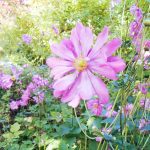 ドライウォールガーデンのシュウメイギク