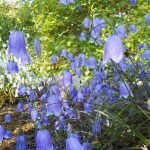 ドライウォールガーデンのイワシャジン