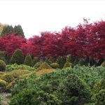 イチイとモミジ並木