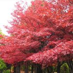 紅葉並木を裏から