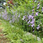 ドライウォールガーデンのギボウシ