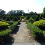 イチイの芽吹き